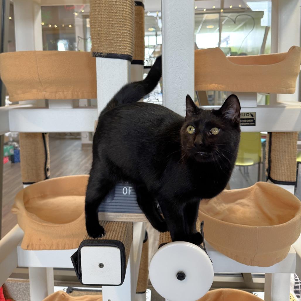 Enlarge Lacie, a Adoptable Domestic Short Hair in Chicago, IL image 1/5