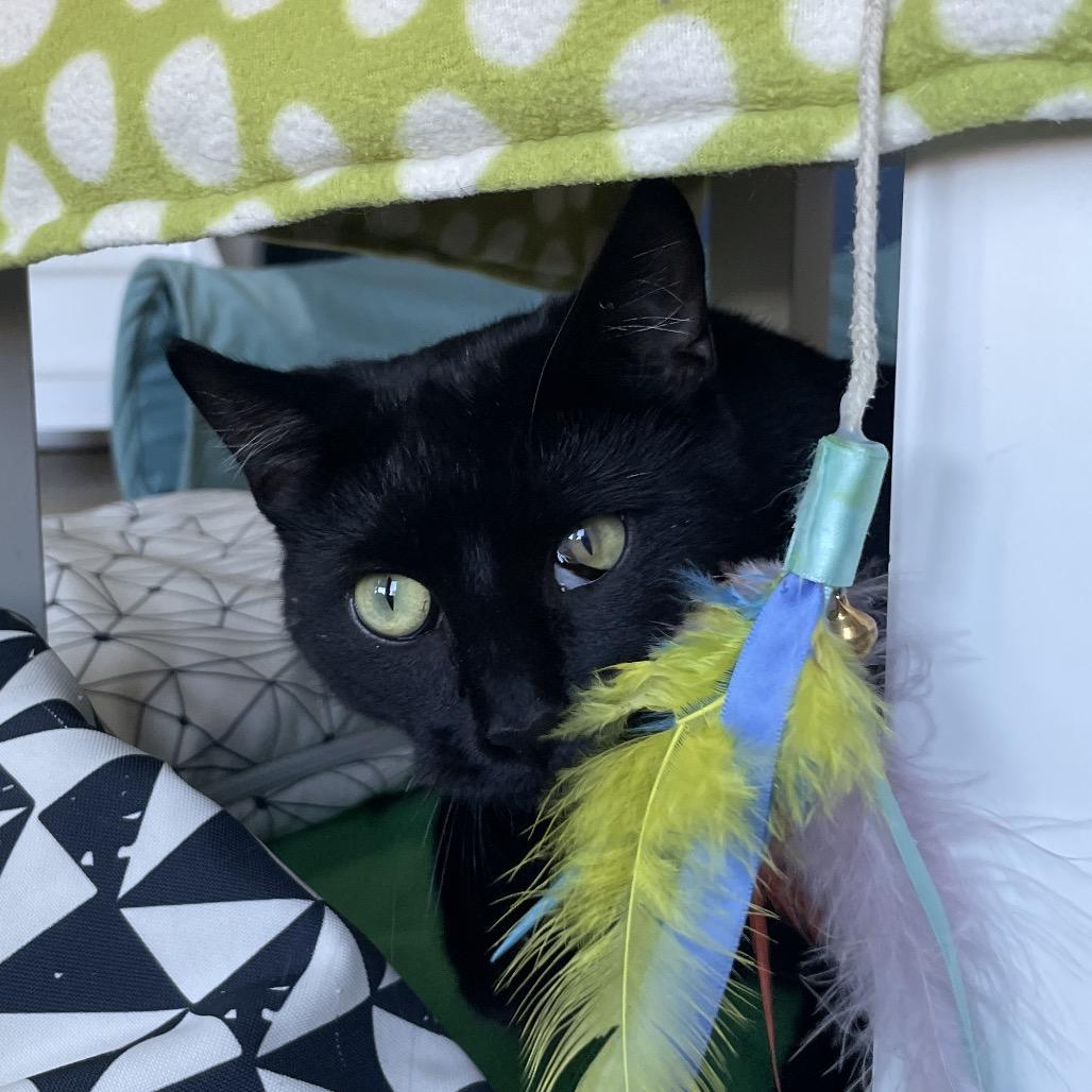 Enlarge Lacie, a Adoptable Domestic Short Hair in Chicago, IL image 2/5