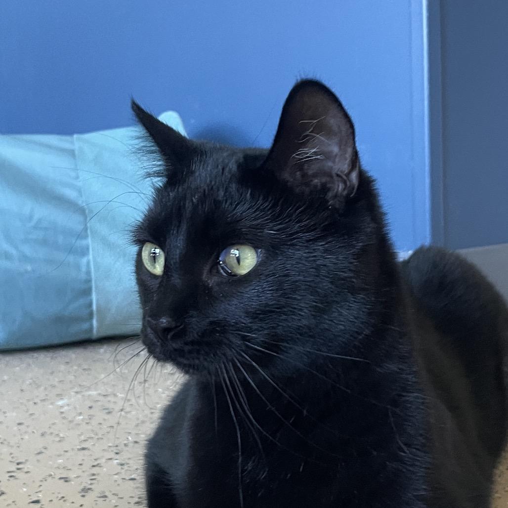 Enlarge Lacie, a Adoptable Domestic Short Hair in Chicago, IL image 3/5