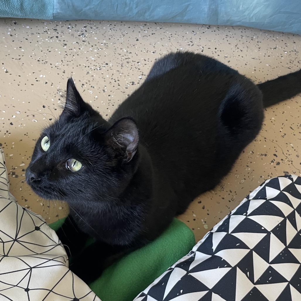 Enlarge Lacie, a Adoptable Domestic Short Hair in Chicago, IL image 4/5