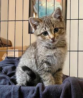 Enlarge Sylvie, a Adopted Domestic Short Hair in Noble, OK image 1/4