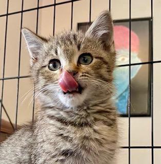 Enlarge Sylvie, a Adopted Domestic Short Hair in Noble, OK image 2/4
