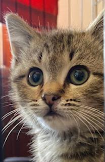 Enlarge Sylvie, a Adopted Domestic Short Hair in Noble, OK image 3/4