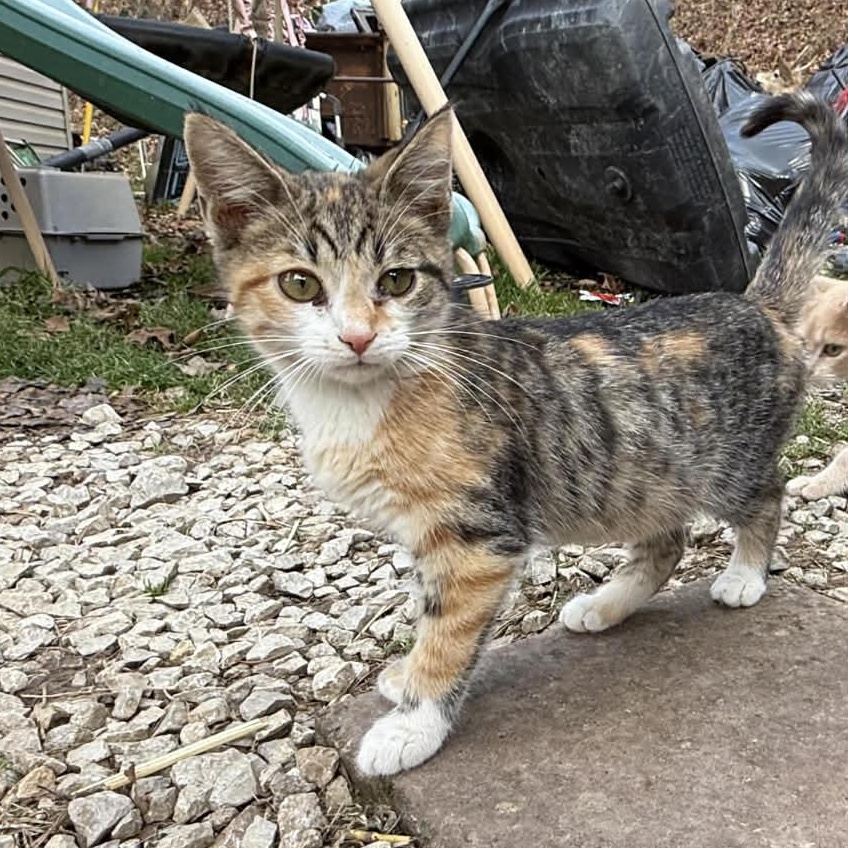 Emily, a ADOPTABLE Torbie in Inez, KY image 3/3