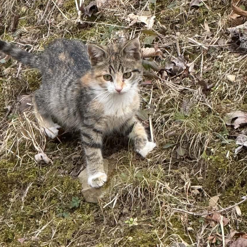 Emily, a ADOPTABLE Torbie in Inez, KY image 1/3