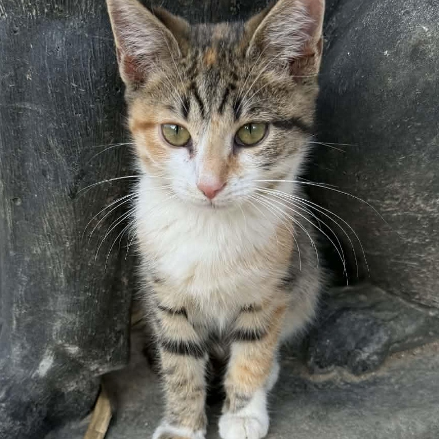 Emily, a ADOPTABLE Torbie in Inez, KY image 2/3