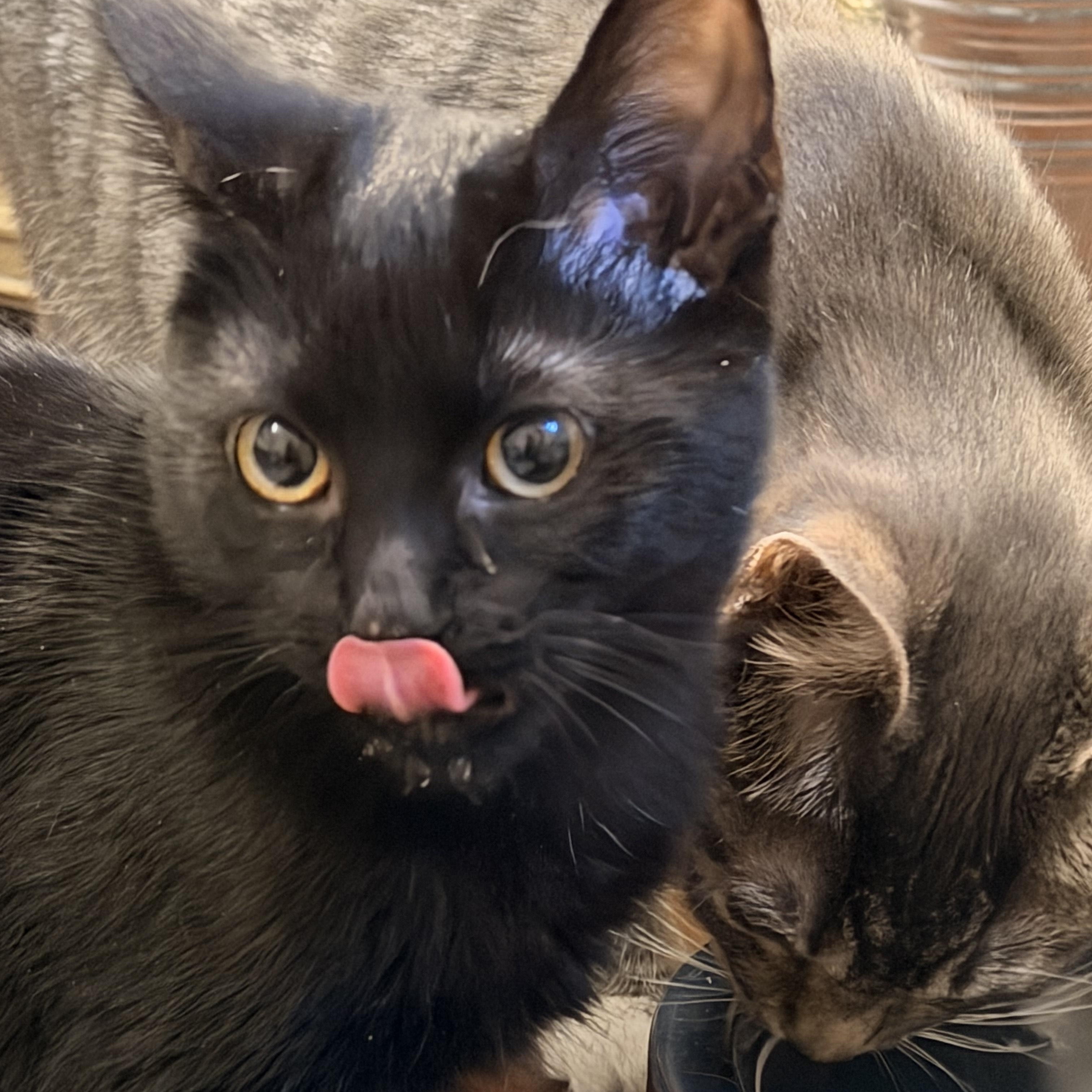 Enlarge Dauphine, a Adoptable Domestic Medium Hair in Springfield, OR image 2/5