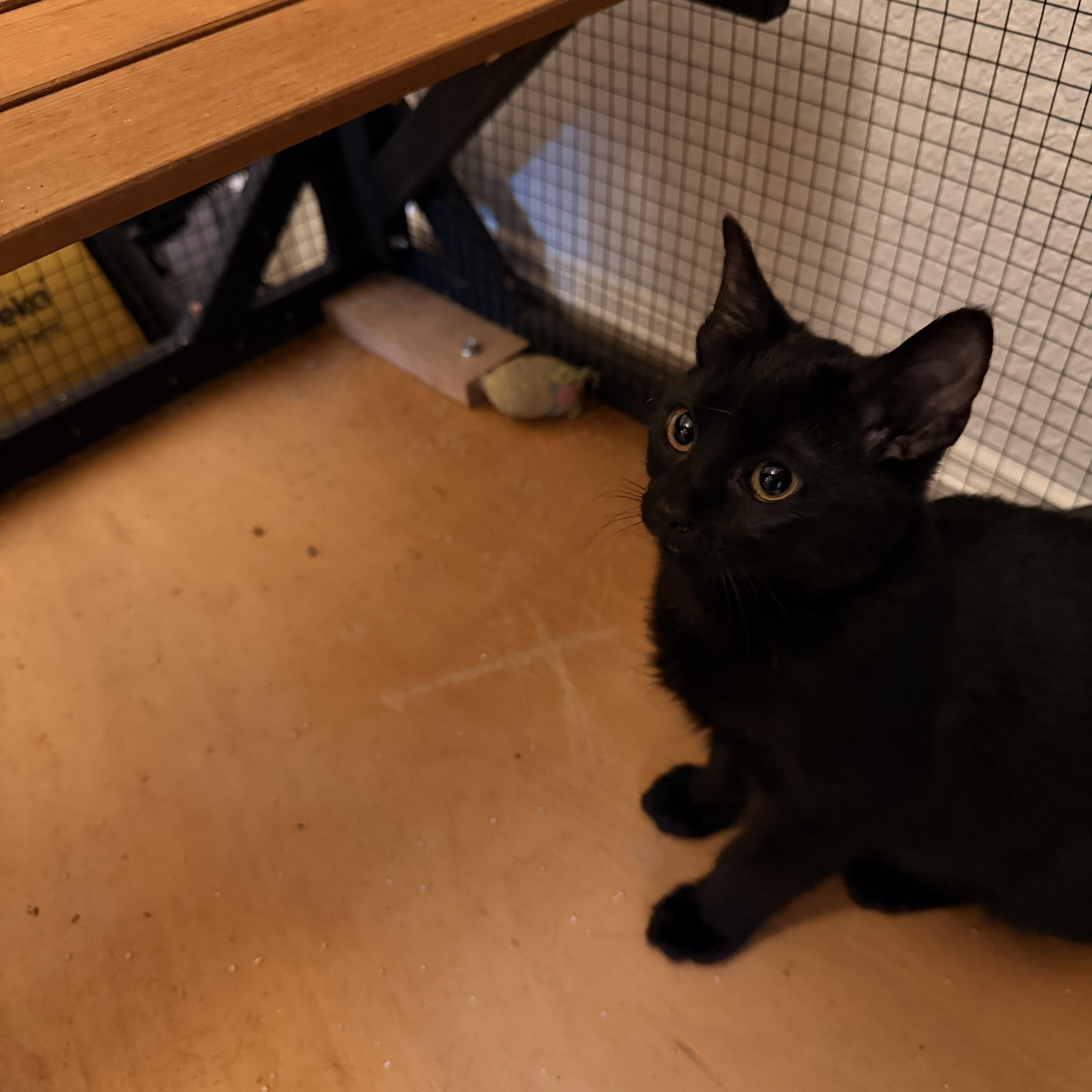 Enlarge Dauphine, a Adoptable Domestic Medium Hair in Springfield, OR image 3/5
