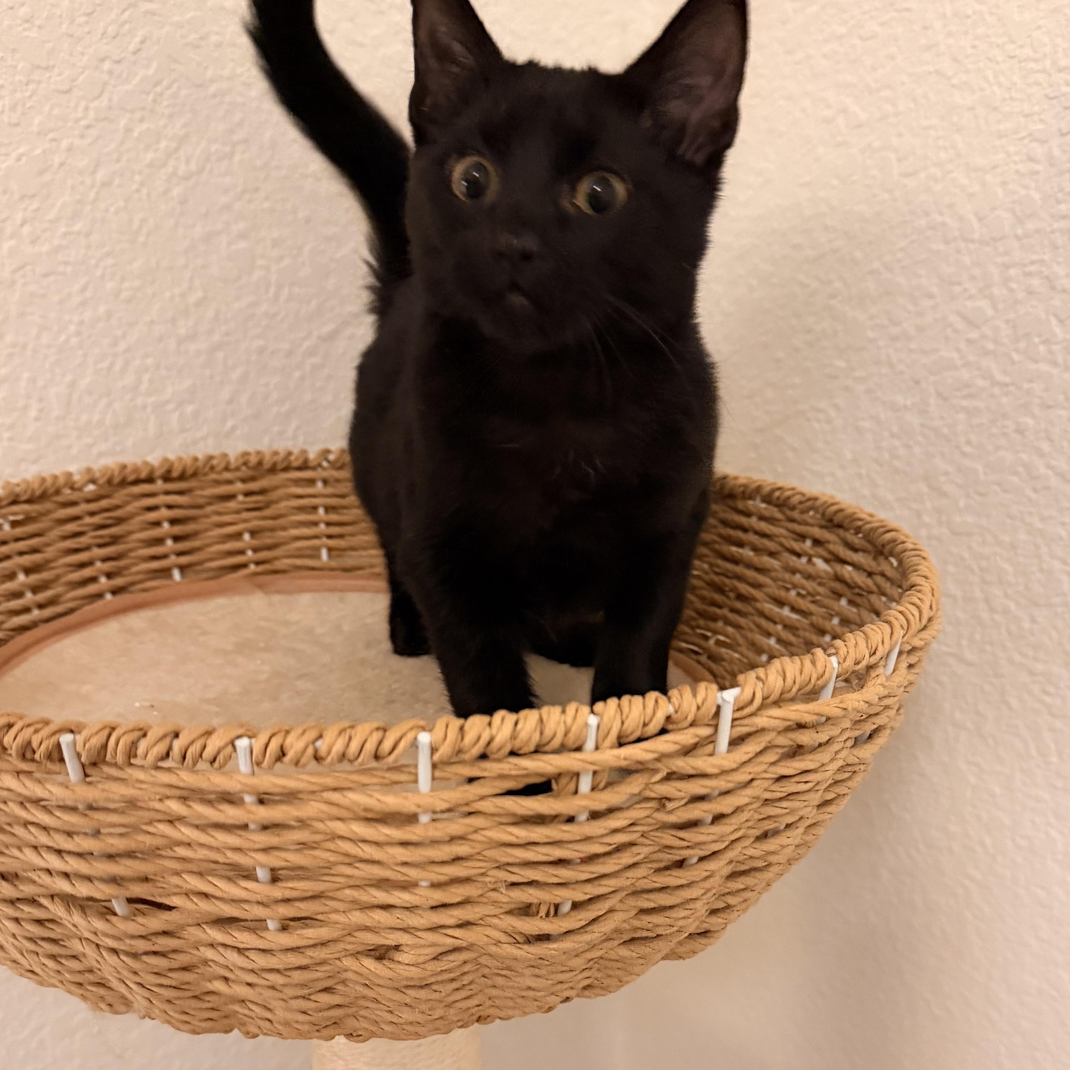 Enlarge Dauphine, a Adoptable Domestic Medium Hair in Springfield, OR image 4/5