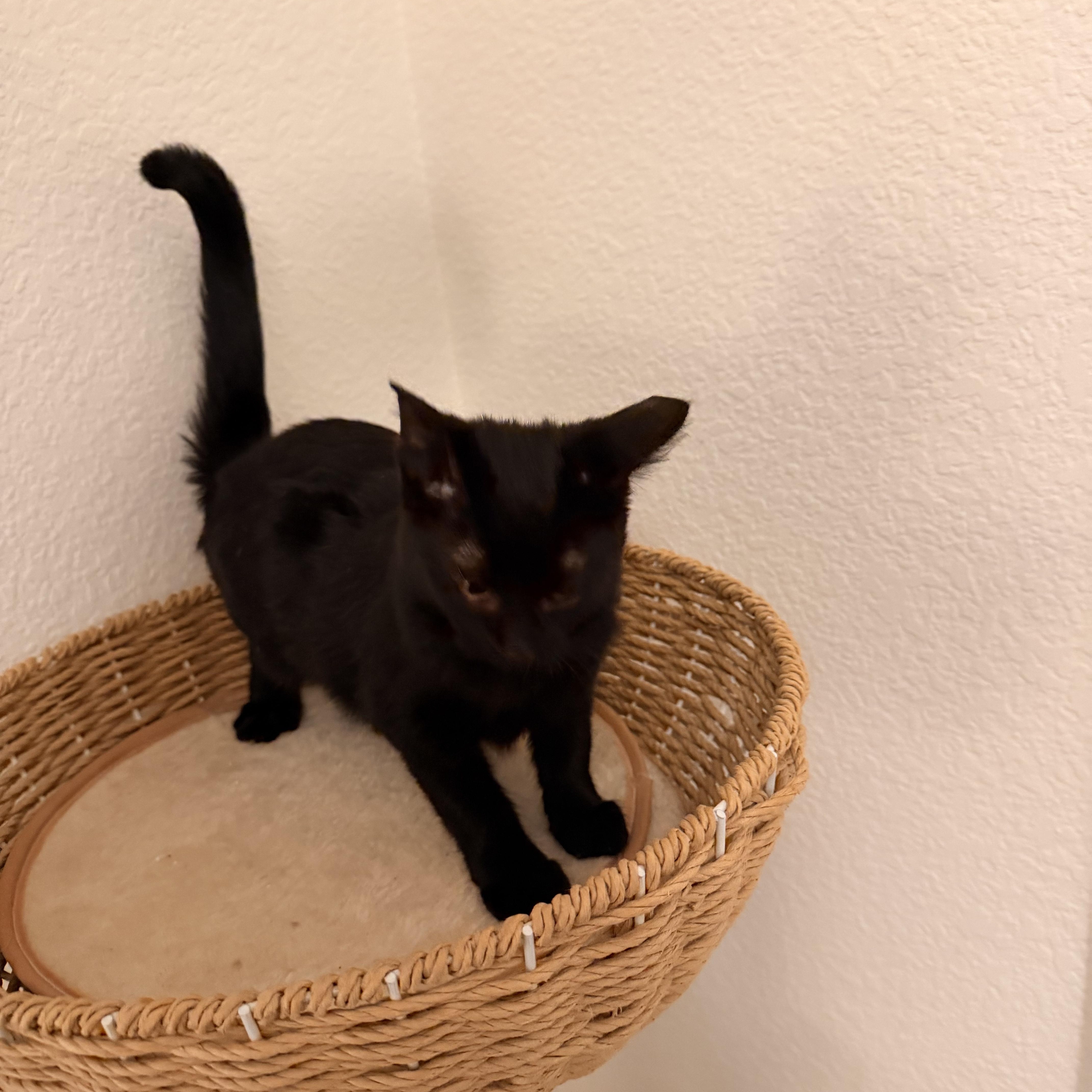 Enlarge Dauphine, a Adoptable Domestic Medium Hair in Springfield, OR image 5/5