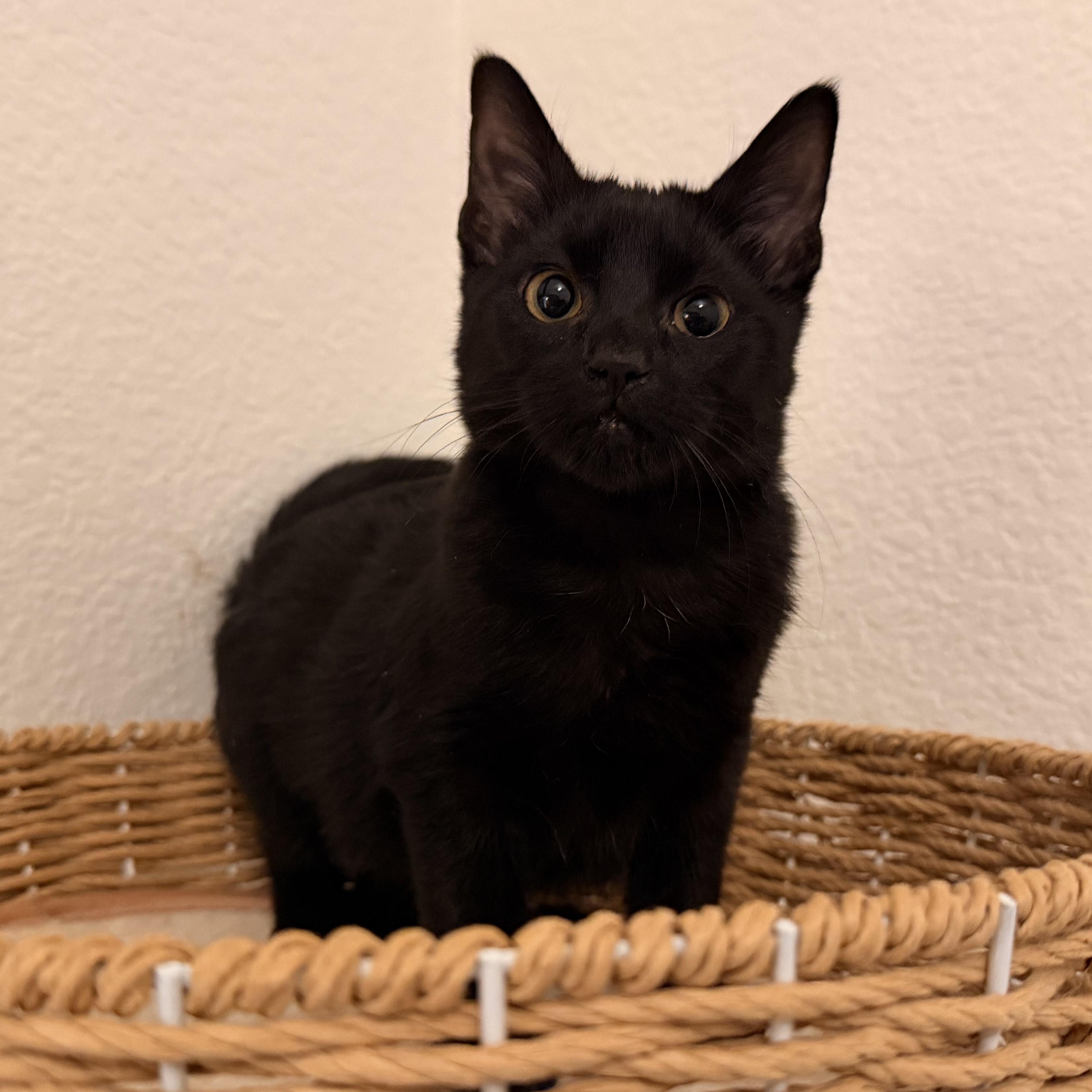 Enlarge Dauphine, a Adoptable Domestic Medium Hair in Springfield, OR image 1/5