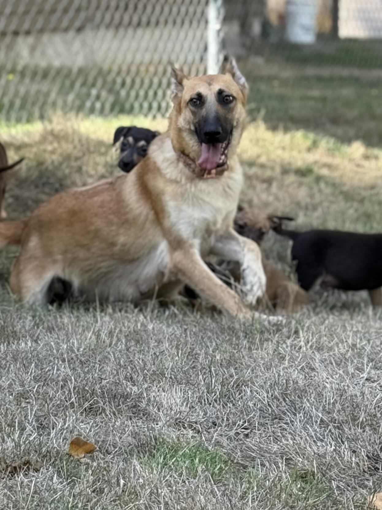 Lola, Adoptable, Adult Female Belgian Shepherd / Malinois.