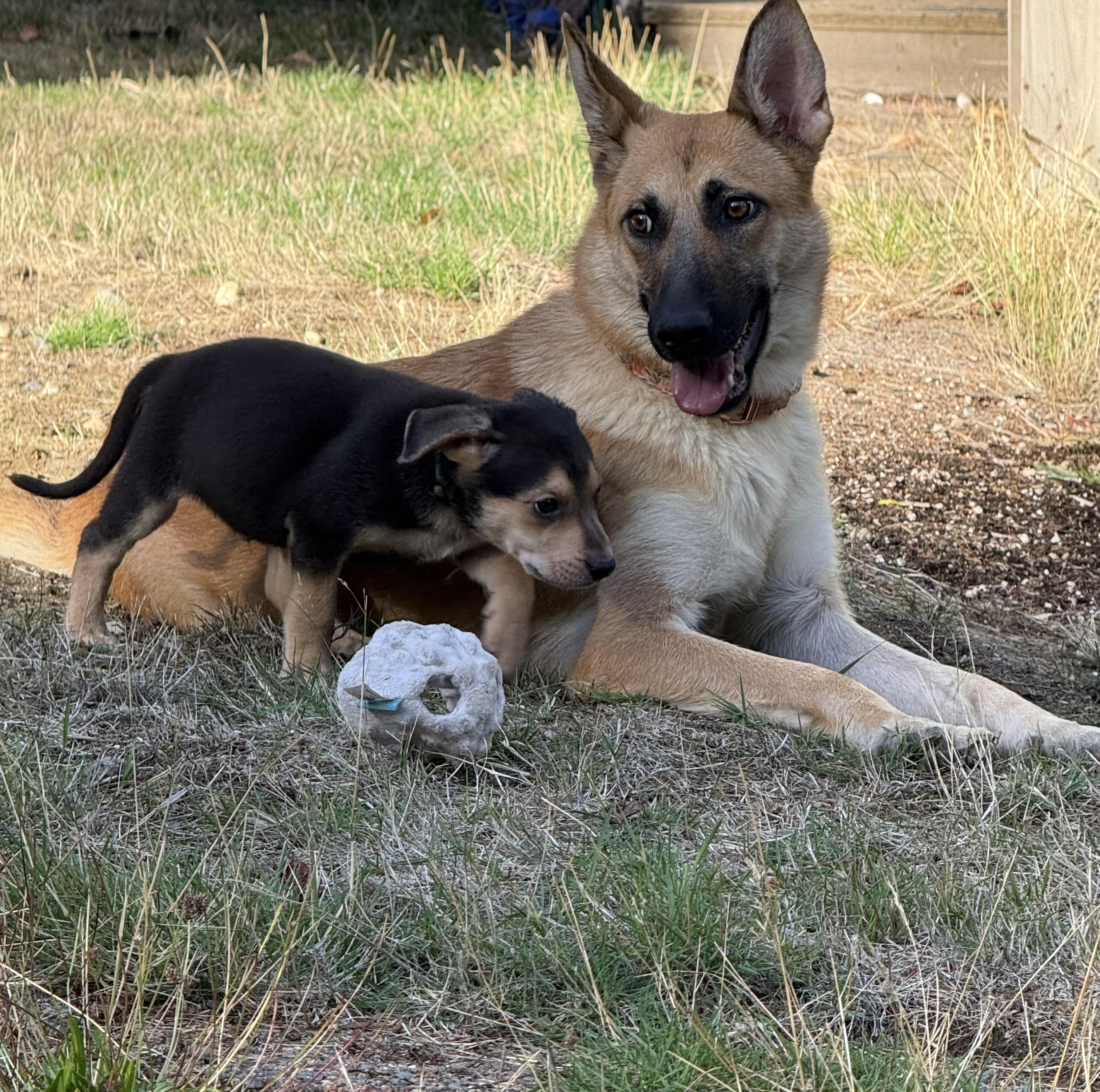 Enlarge Lola, a Adoptable Belgian Shepherd / Malinois in Seattle, WA image 2/6