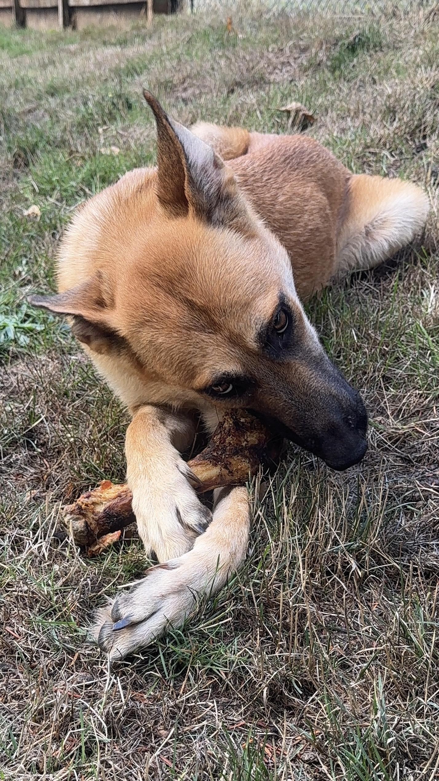 Enlarge Lola, a Adoptable Belgian Shepherd / Malinois in Seattle, WA image 4/6