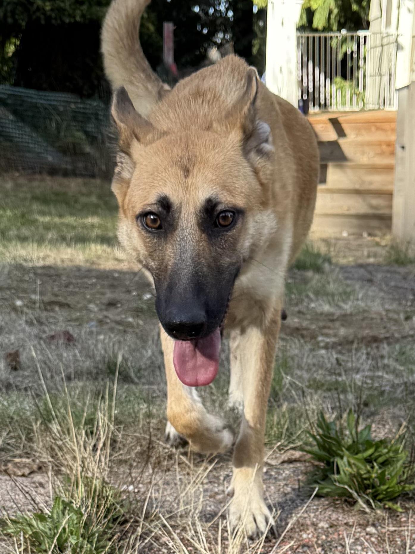 Enlarge Lola, a Adoptable Belgian Shepherd / Malinois in Seattle, WA image 5/6