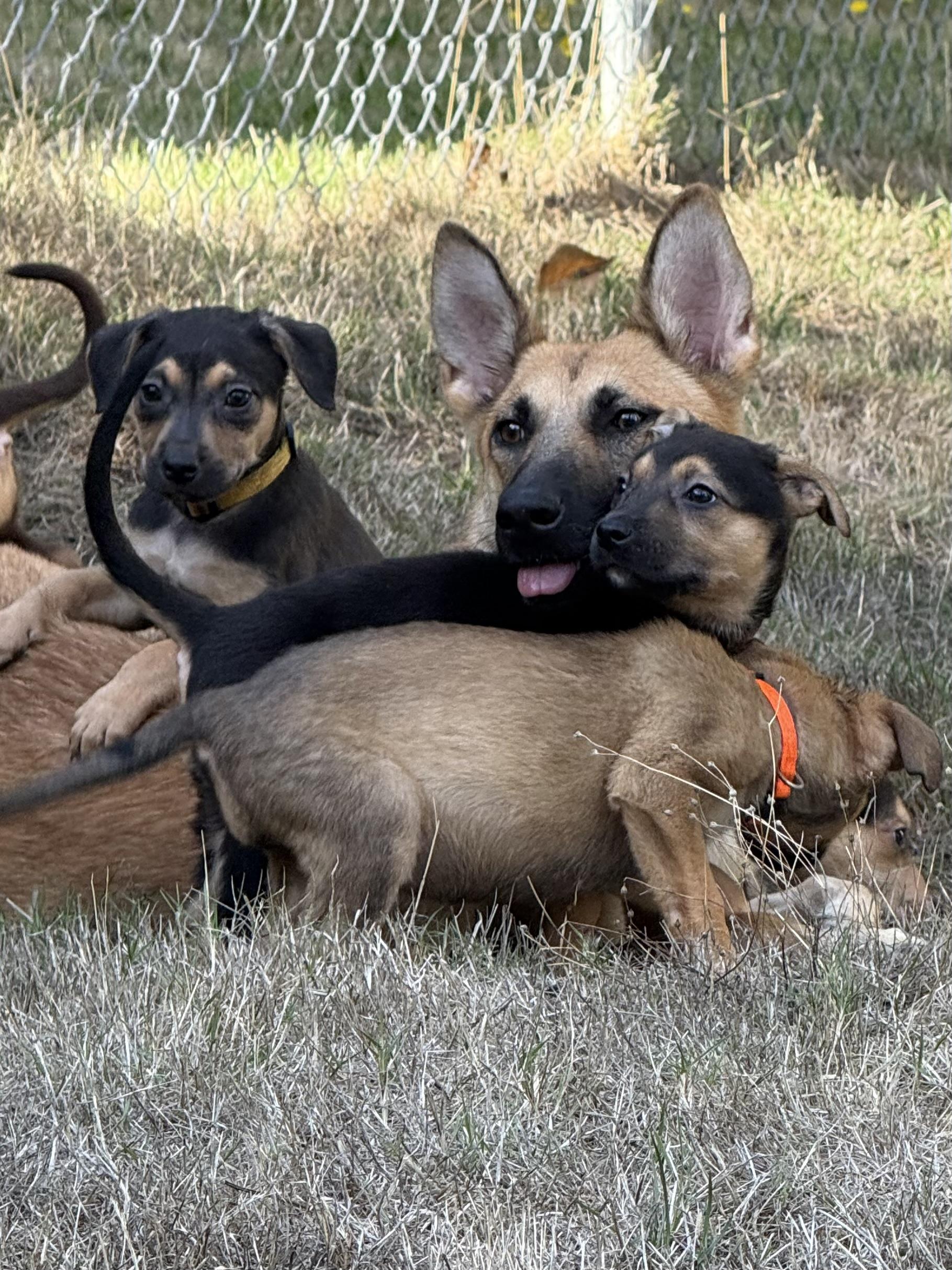 Lola, a Adoptable Belgian Shepherd / Malinois in Seattle, WA image 5/5