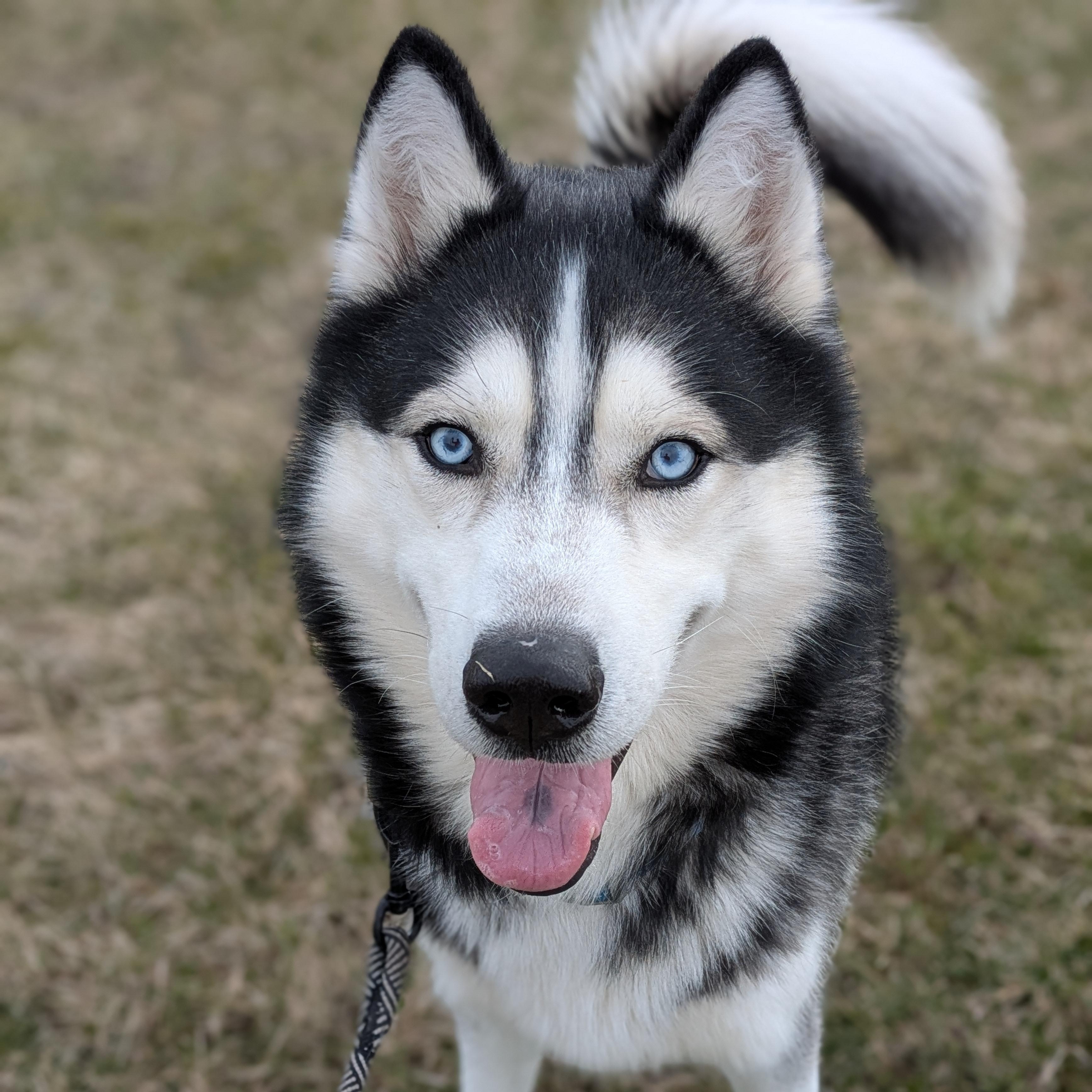 Enlarge Douglas, a ADOPTABLE mixed breed in Syracuse, NY image 2/3
