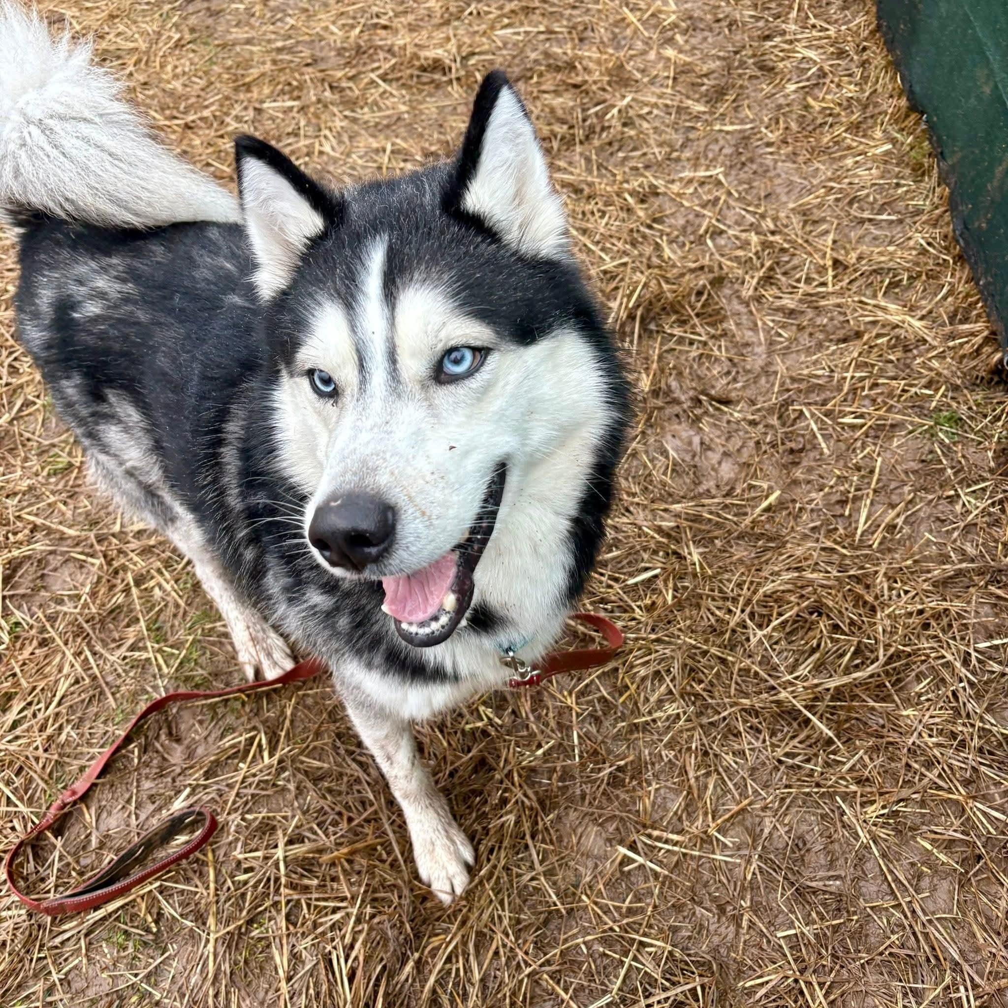 Enlarge Douglas, a ADOPTABLE mixed breed in Syracuse, NY image 1/3