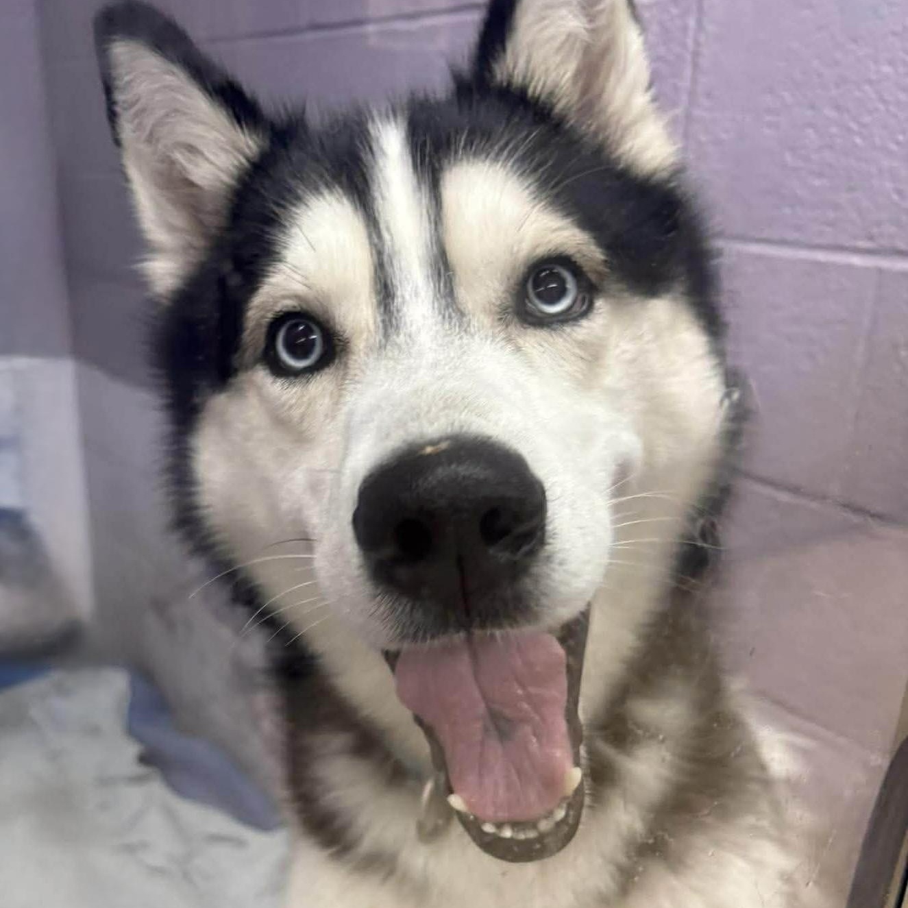 Enlarge Douglas, a ADOPTABLE mixed breed in Syracuse, NY image 3/3