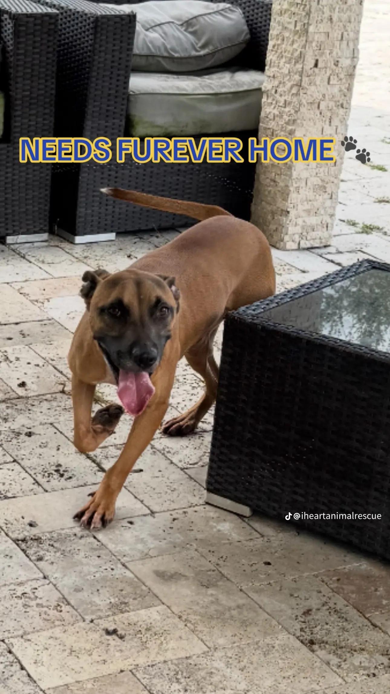 Savy, a Adoptable mixed breed in Fort Lauderdale, FL image 1/2
