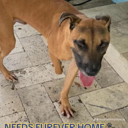 Enlarge Savy, a Adoptable mixed breed in Fort Lauderdale, FL image 2/2