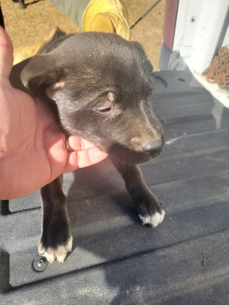 Starburst 1, Adoptable, Puppy Female Mixed Breed.