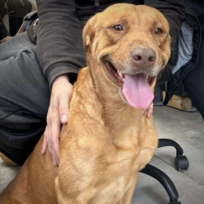 CARWASH BUDDY LIVES AT THE CARWASH, Adoptable, Young Male Labrador Retriever & Vizsla.