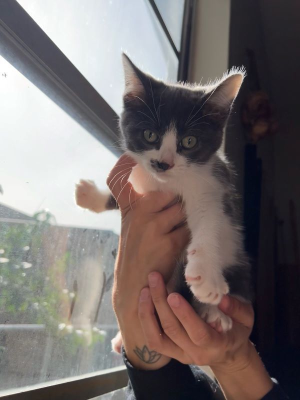 Oliver, Adopted, Kitten Male Domestic Short Hair.