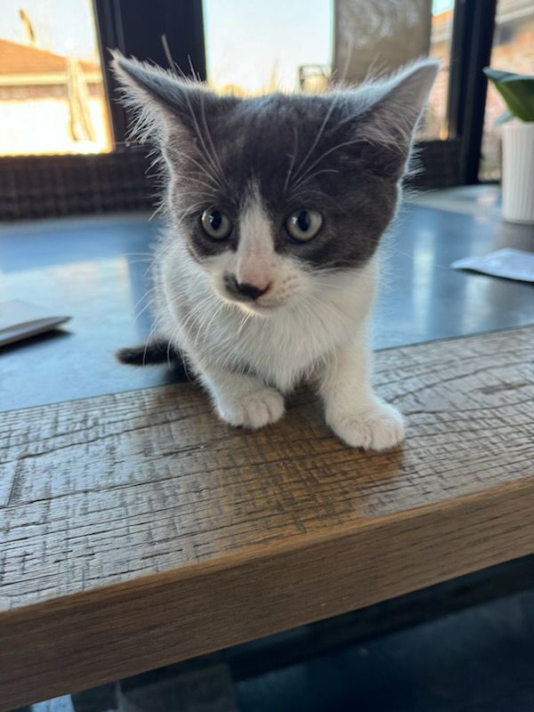 Enlarge Oliver, a Adopted mixed breed in Houston, TX image 2/6