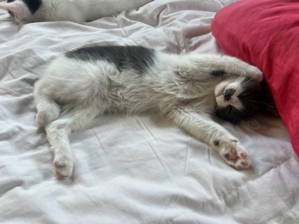 Enlarge Oliver, a Adopted mixed breed in Houston, TX image 3/6