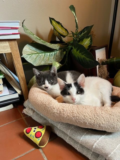 Enlarge Oliver, a Adopted mixed breed in Houston, TX image 4/6