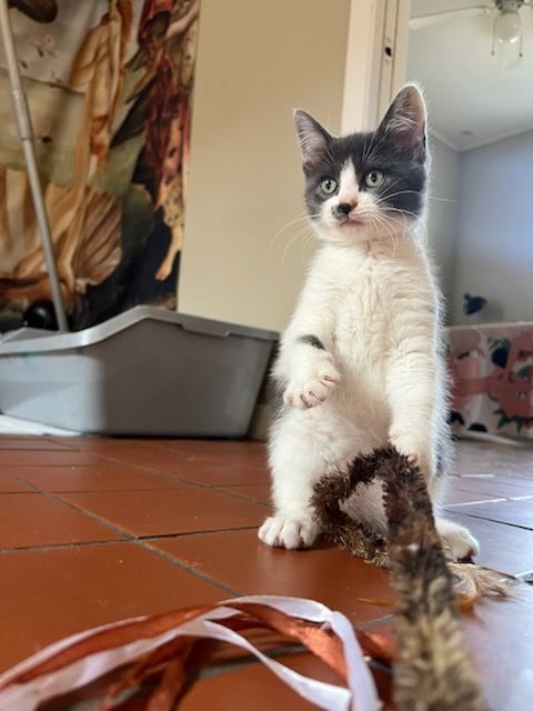 Enlarge Oliver, a Adopted mixed breed in Houston, TX image 5/6