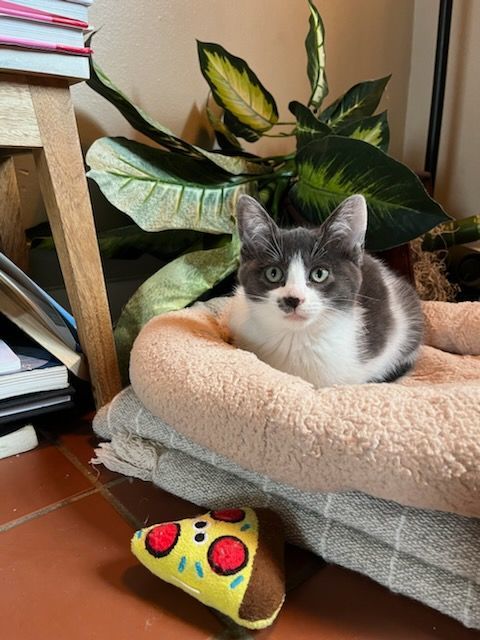 Enlarge Oliver, a Adopted mixed breed in Houston, TX image 6/6