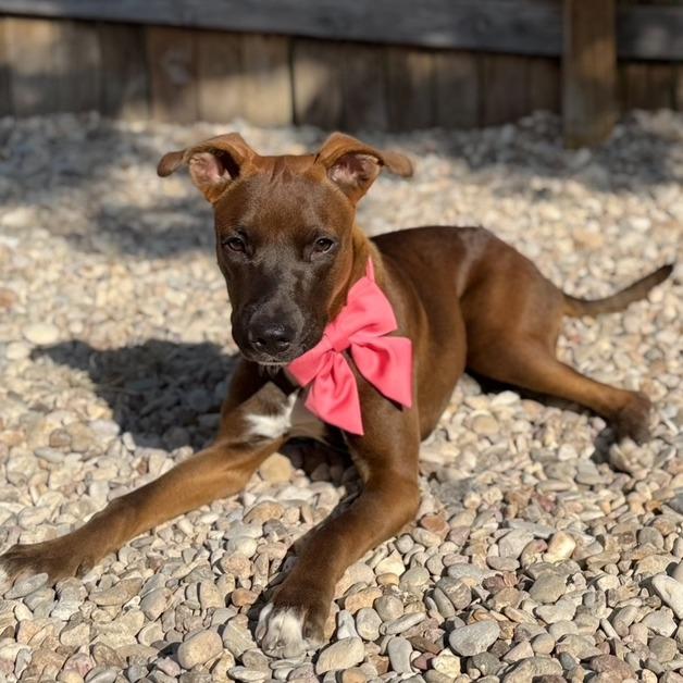 Lucielle — thumbnail 3