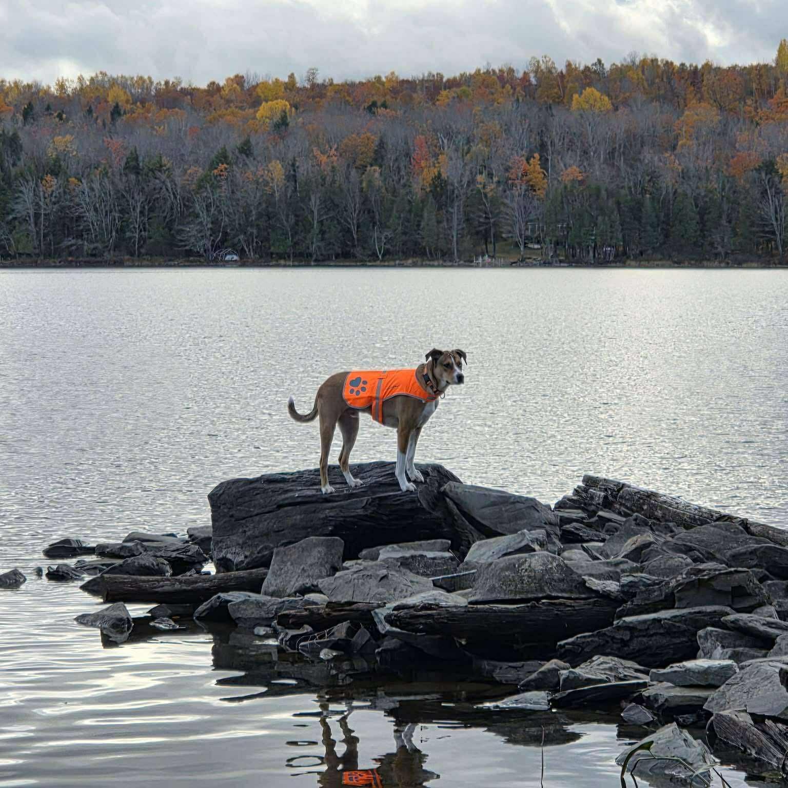 Copperfield, ADOPTABLE, Adult Male Mixed Breed.