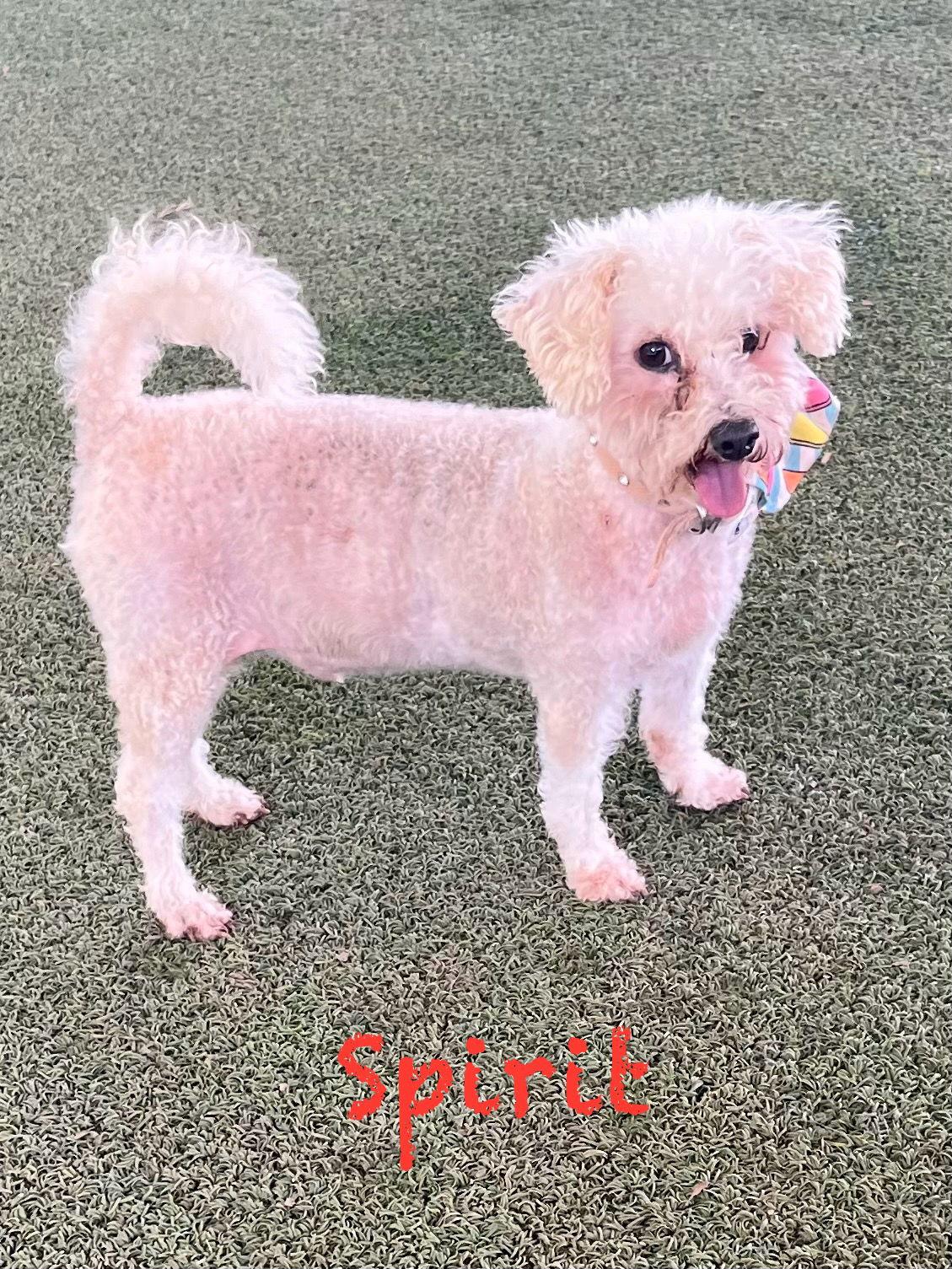 Spirit, Adopted, Adult Male Poodle.