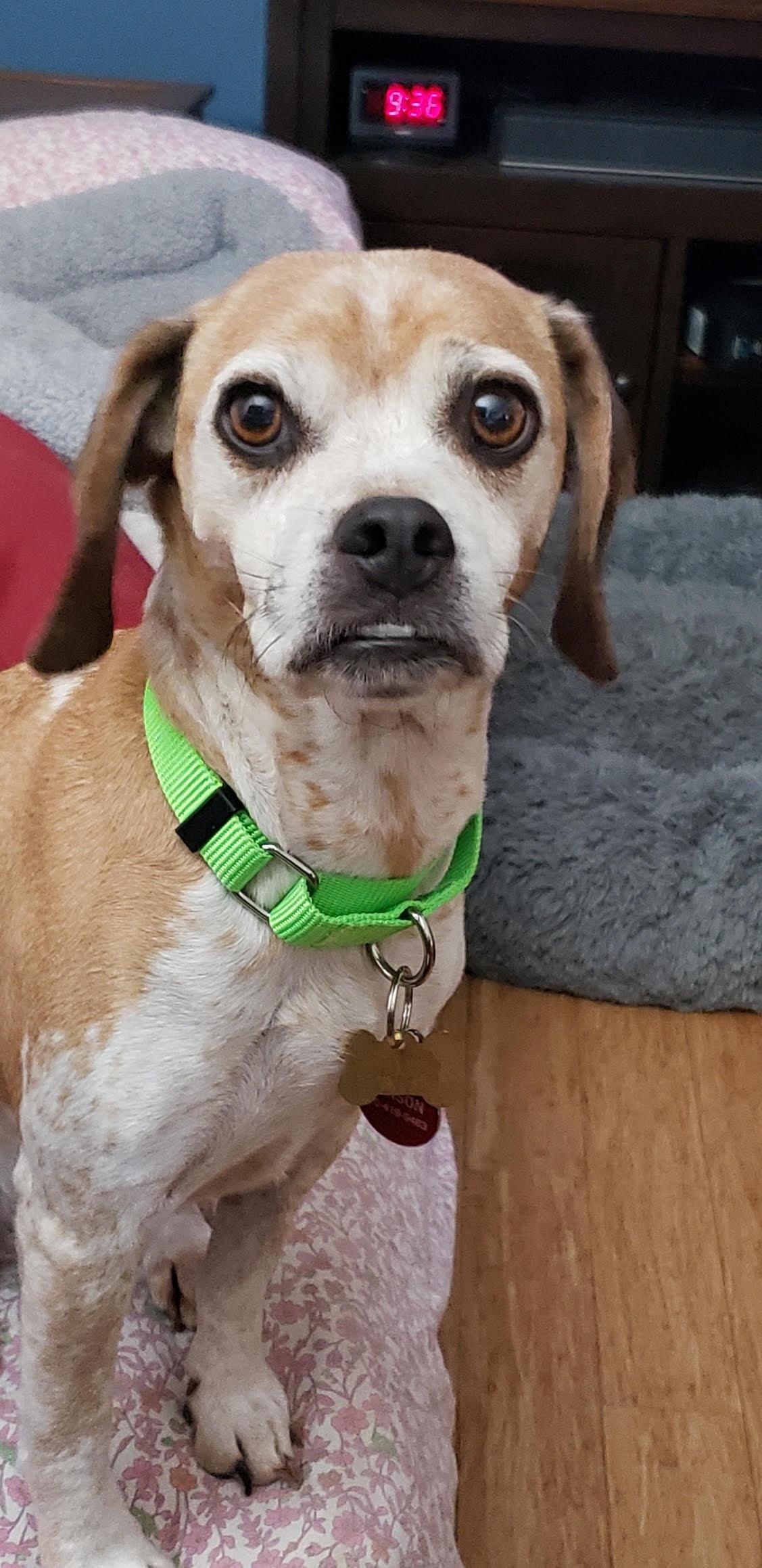 Enlarge Eve, a Adoptable mixed breed in Tucson, AZ image 1/4