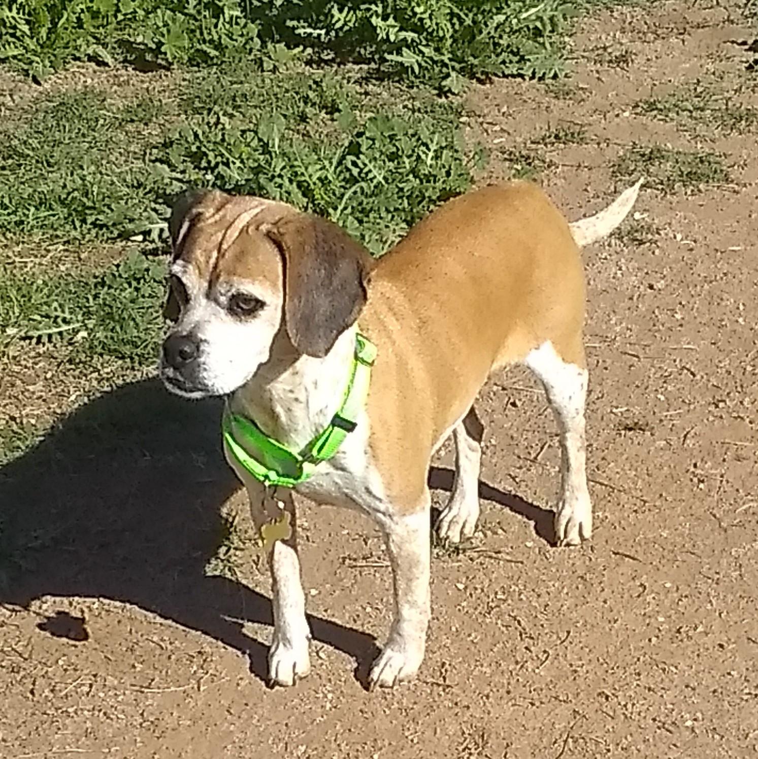 Enlarge Eve, a Adoptable mixed breed in Tucson, AZ image 3/4