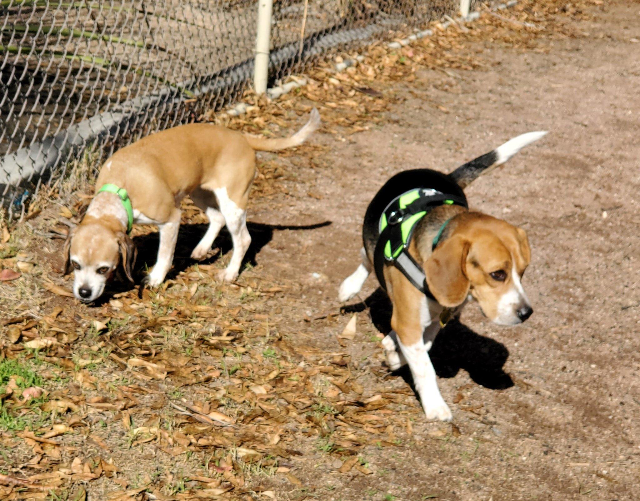 Enlarge Eve, a Adoptable mixed breed in Tucson, AZ image 2/4