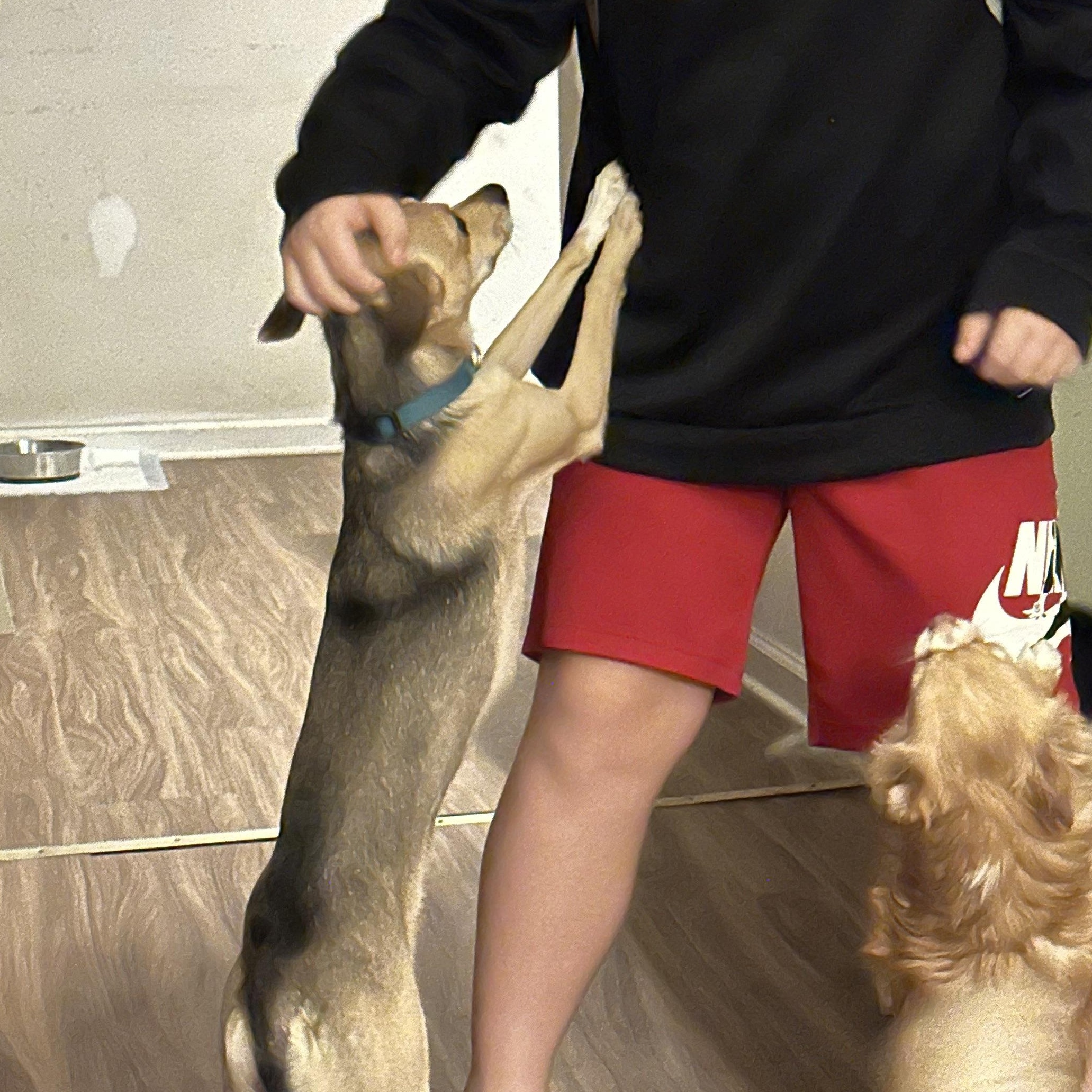 Enlarge CHARLIE, a Adopted mixed breed in Lexington, NC image 6/6