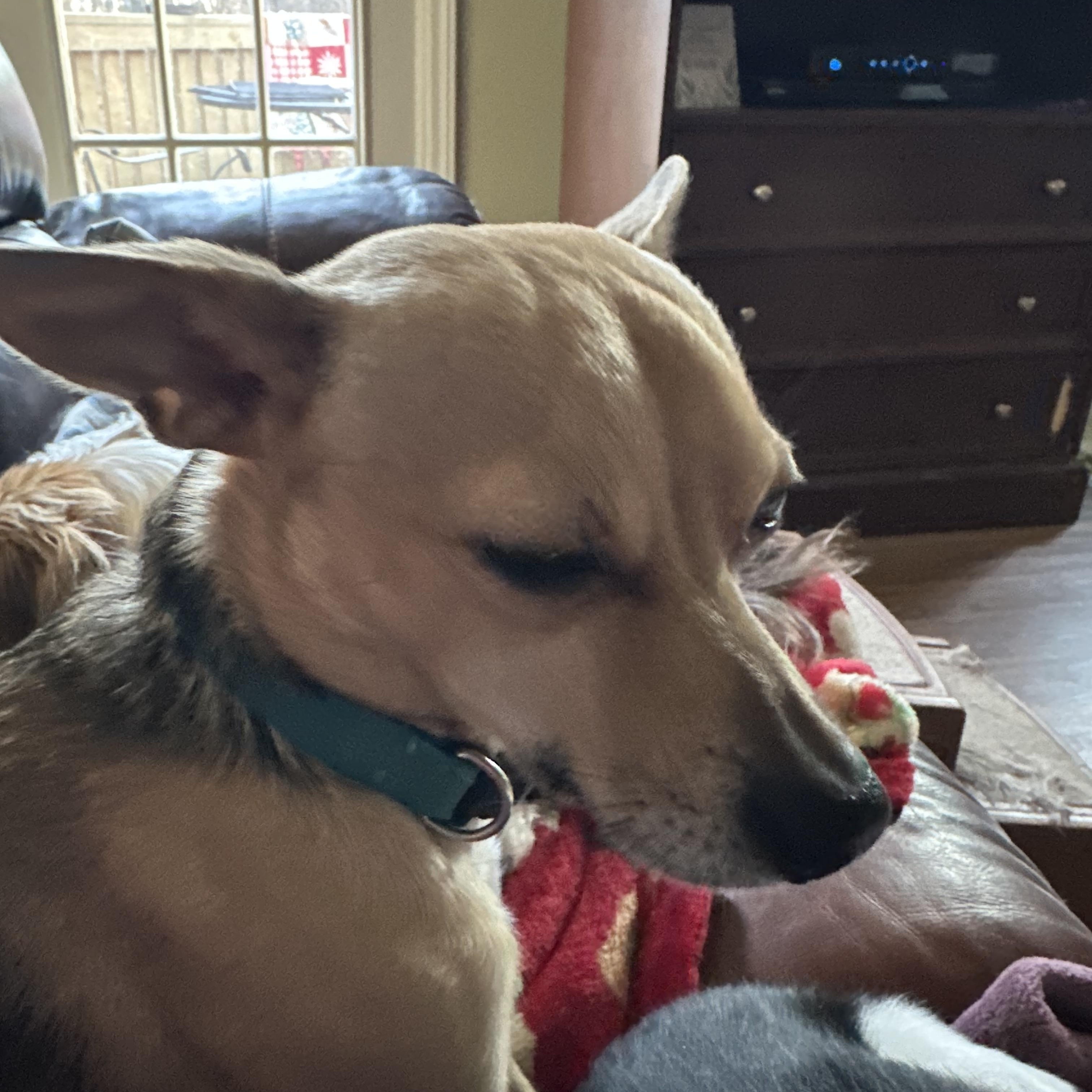 Enlarge CHARLIE, a Adopted mixed breed in Lexington, NC image 2/6