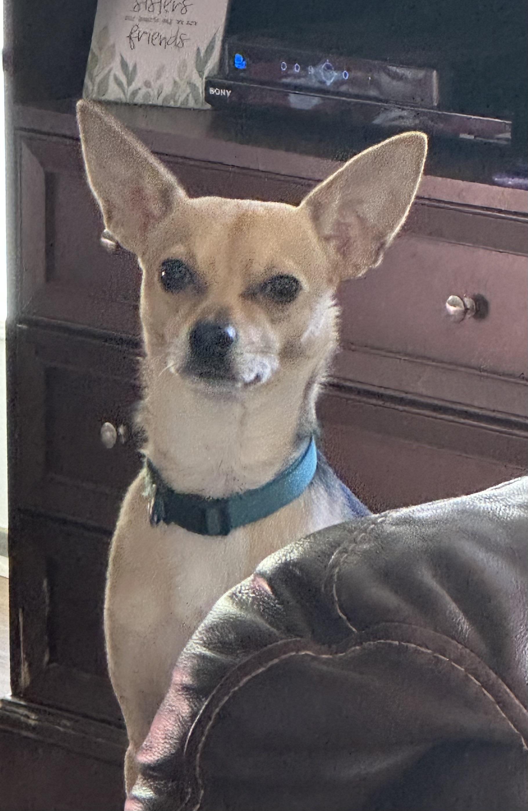 Enlarge CHARLIE, a Adopted mixed breed in Lexington, NC image 3/6