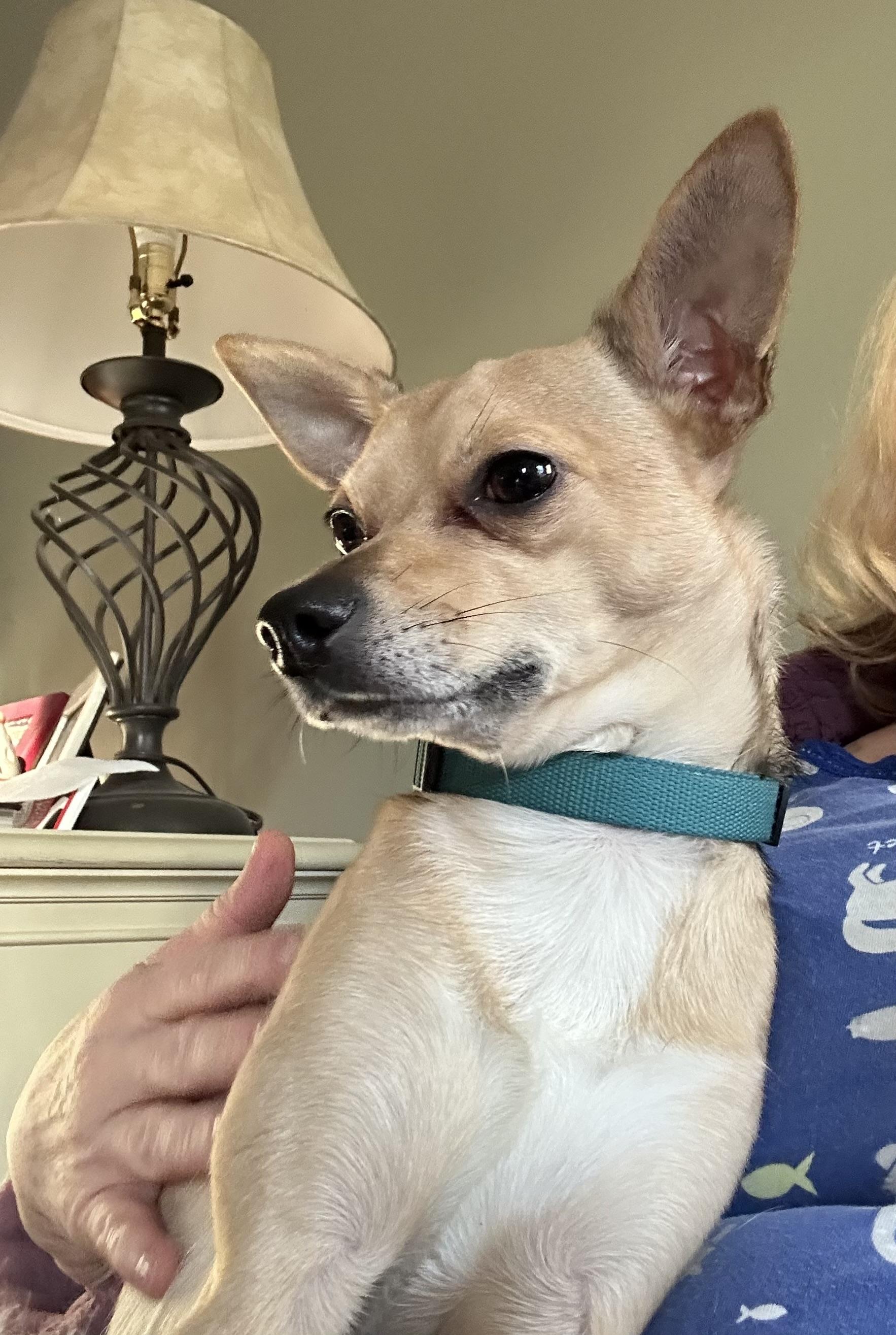 CHARLIE, Adopted, Adult Male Chihuahua.