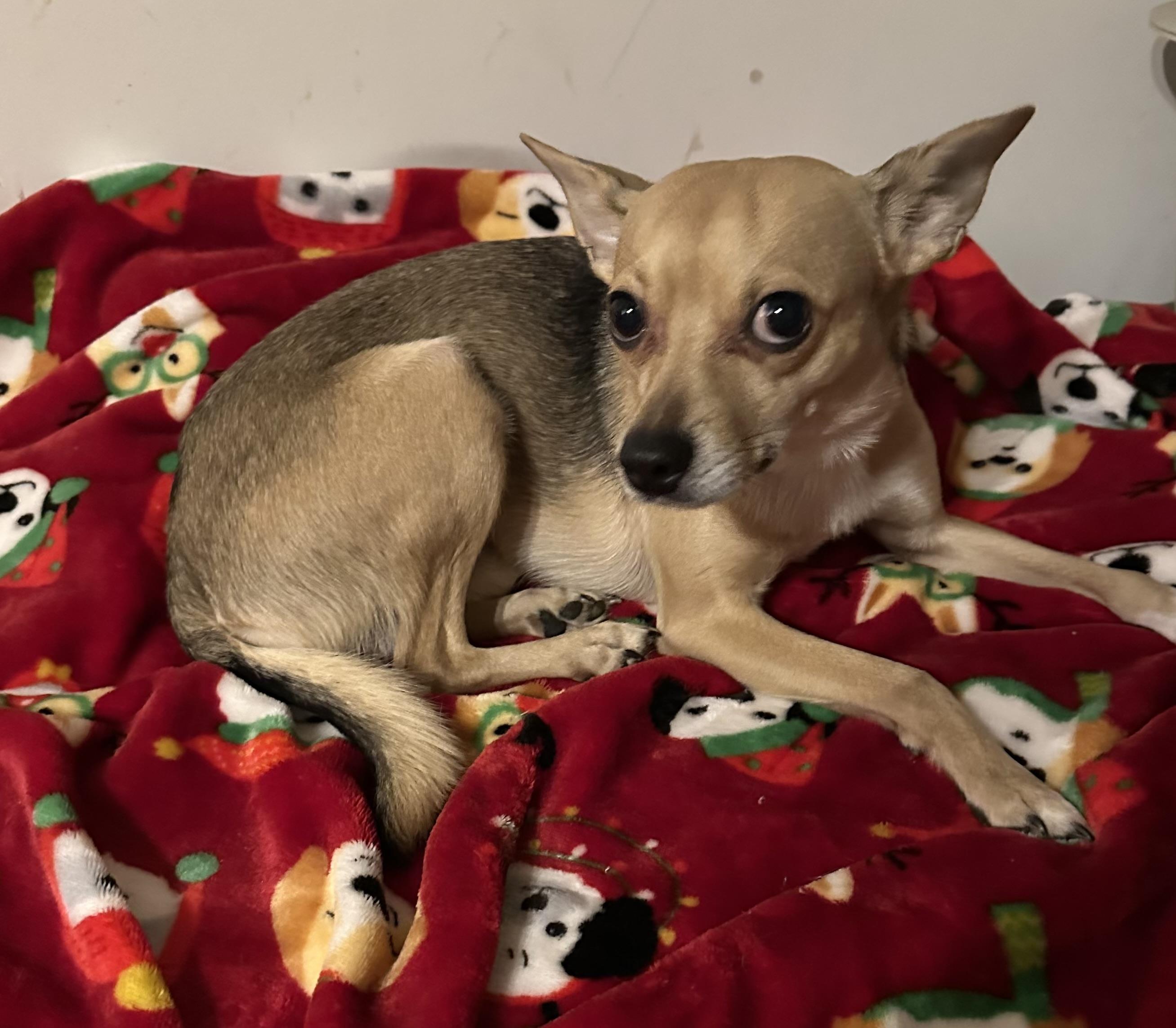 Enlarge CHARLIE, a Adopted mixed breed in Lexington, NC image 4/6