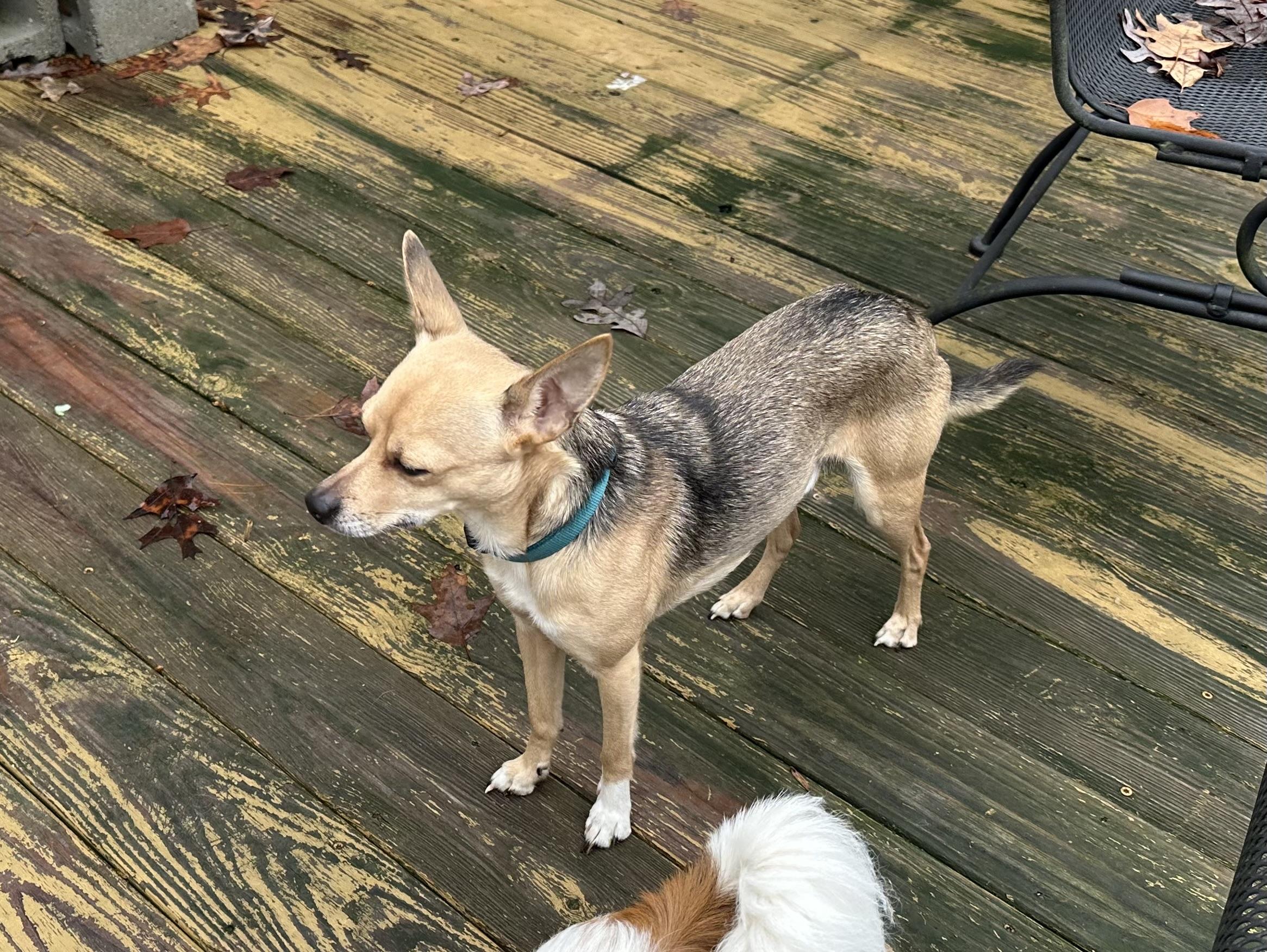 Enlarge CHARLIE, a Adopted mixed breed in Lexington, NC image 5/6