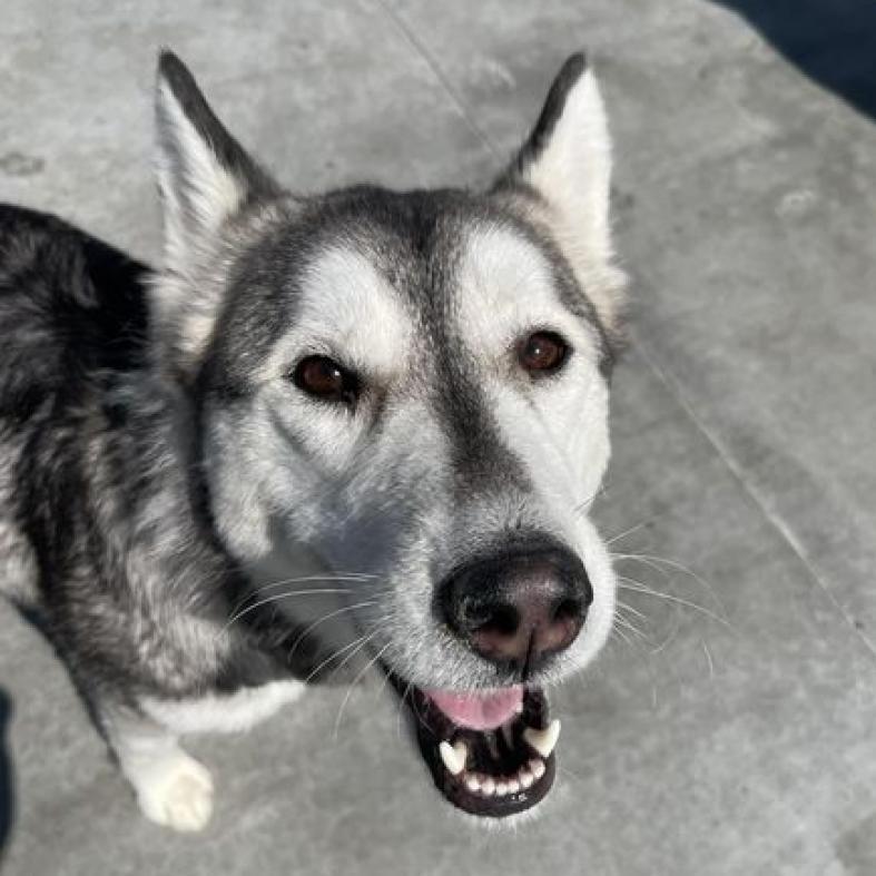 Sophie, Adoptable, Adult Female Husky.