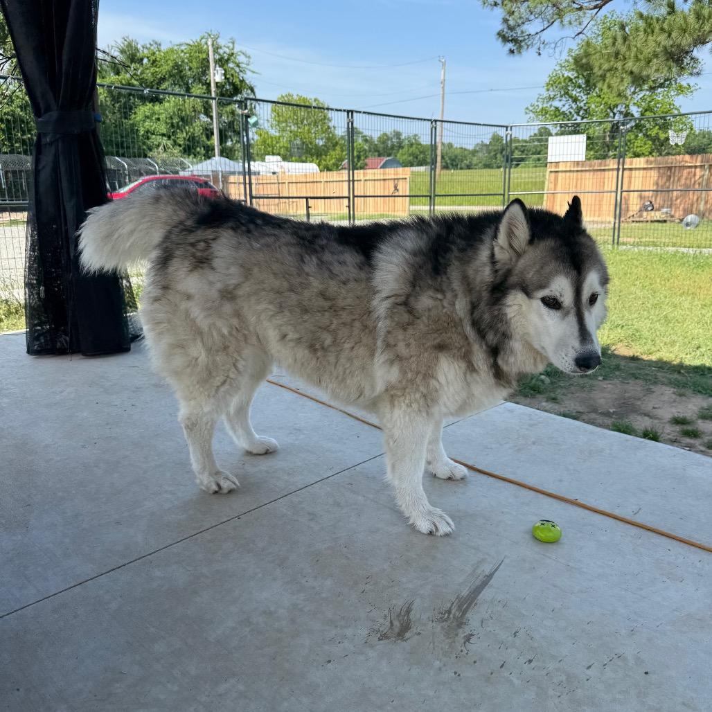 Sophie, a Adoptable Husky in Eufaula, OK image 2/6