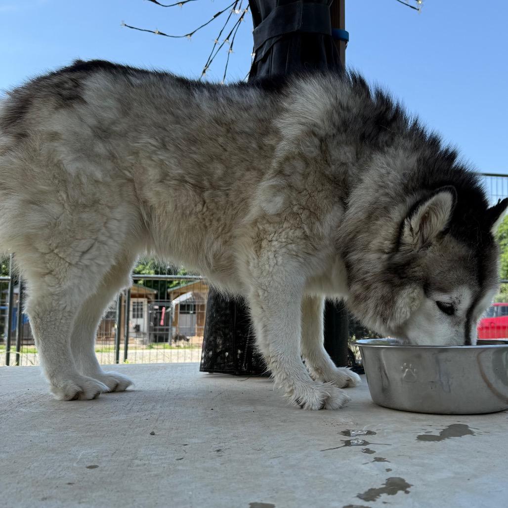 Sophie, a Adoptable Husky in Eufaula, OK image 3/6