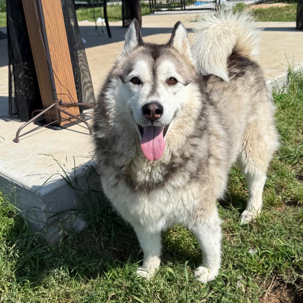 Sophie, a Adoptable Husky in Eufaula, OK image 4/6