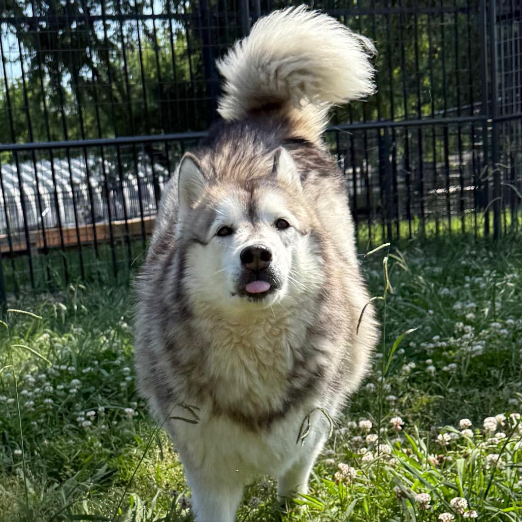 Sophie, a Adoptable Husky in Eufaula, OK image 5/6